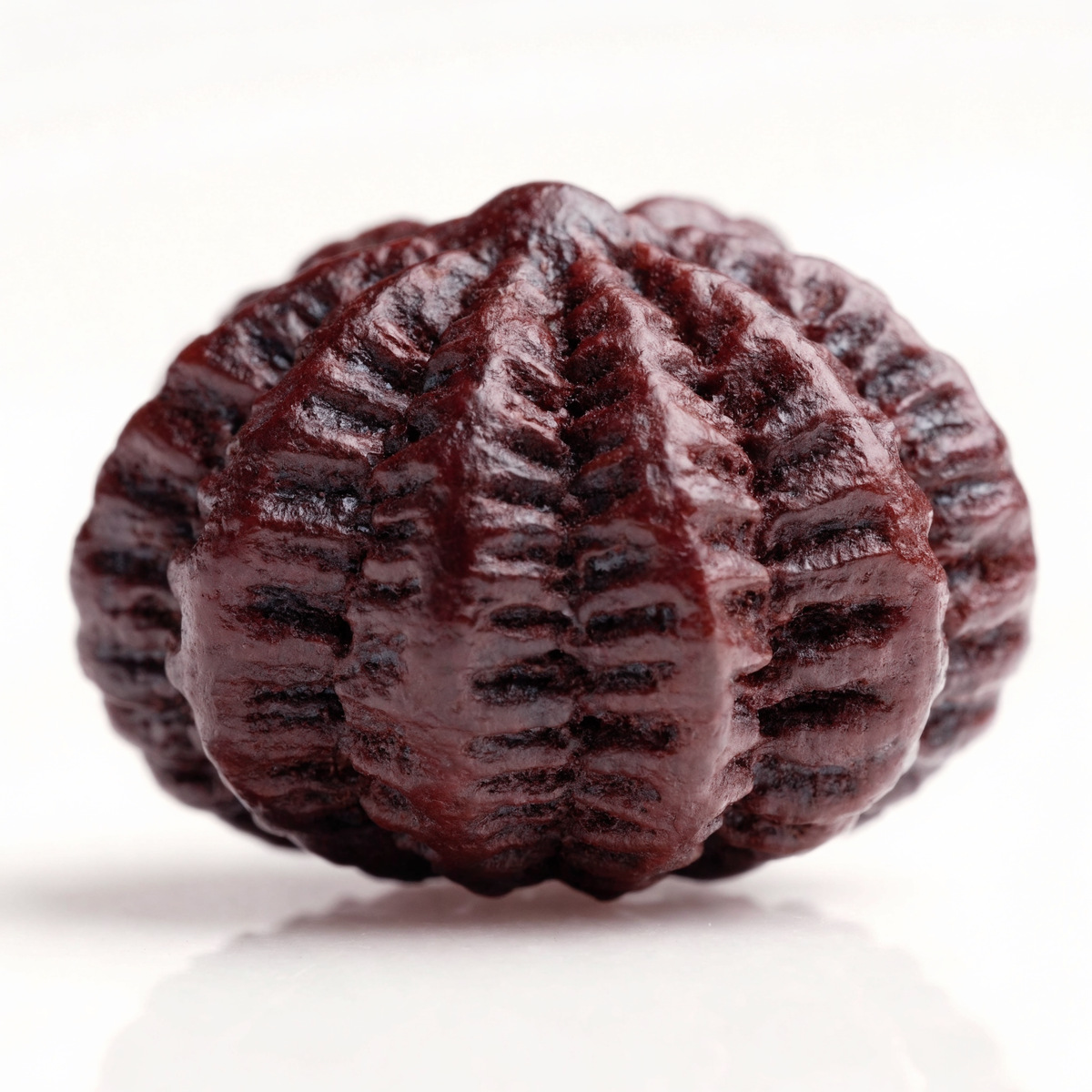 21 Mukhi Rudraksha Bead Nepal