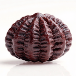 21 Mukhi Rudraksha Bead Nepal