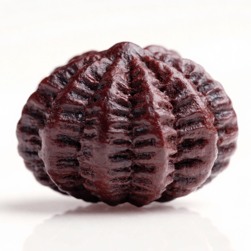 21 Mukhi Rudraksha Bead (Nepal) – Wealth & Abundance (Kuber) (Certified)
