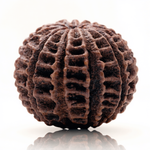 22 Mukhi Rudraksha Bead Nepal