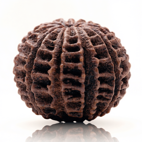 22 Mukhi Rudraksha Bead (Nepal) – Abundance & Fearlessness (Certified)