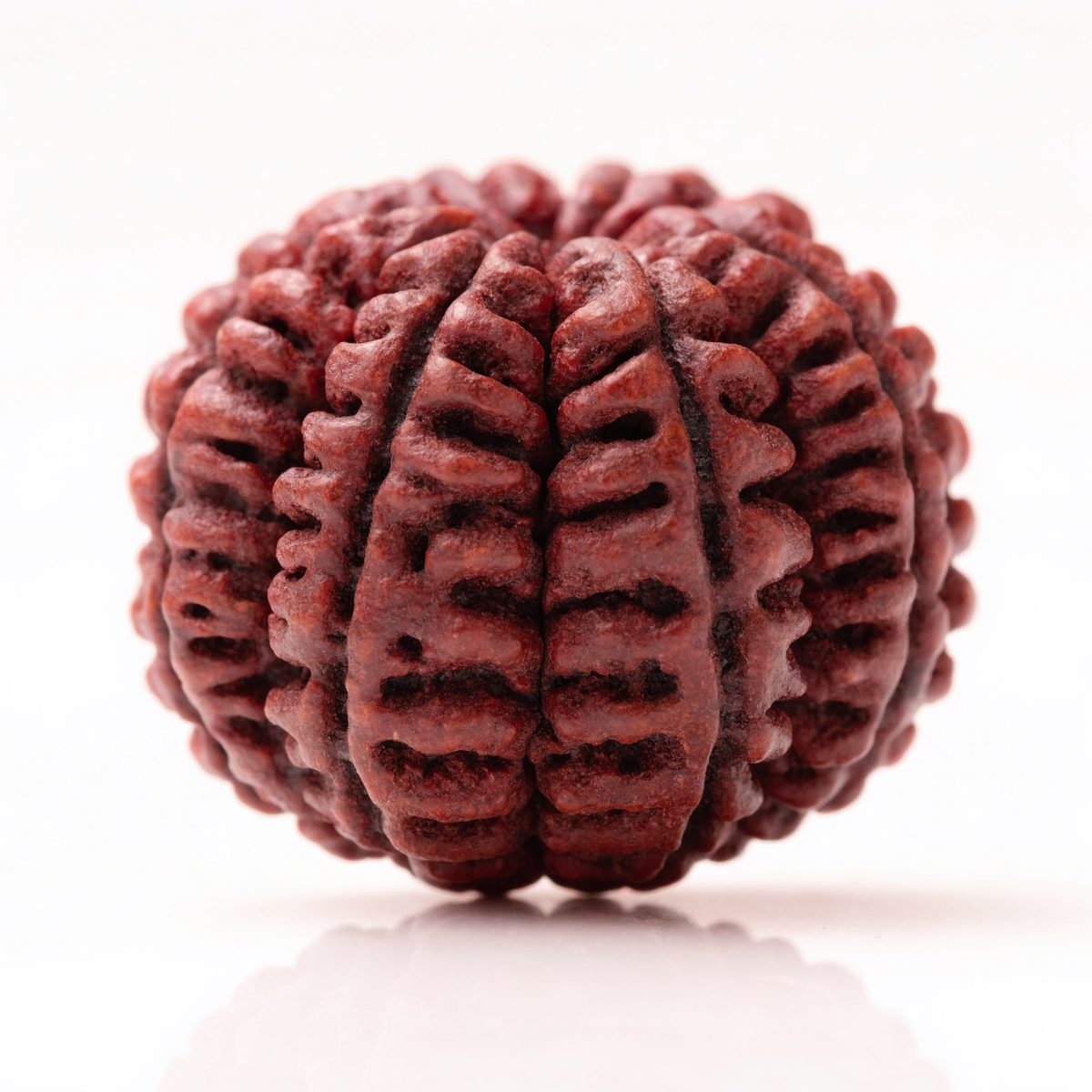 23 Mukhi Rudraksha Bead Nepal