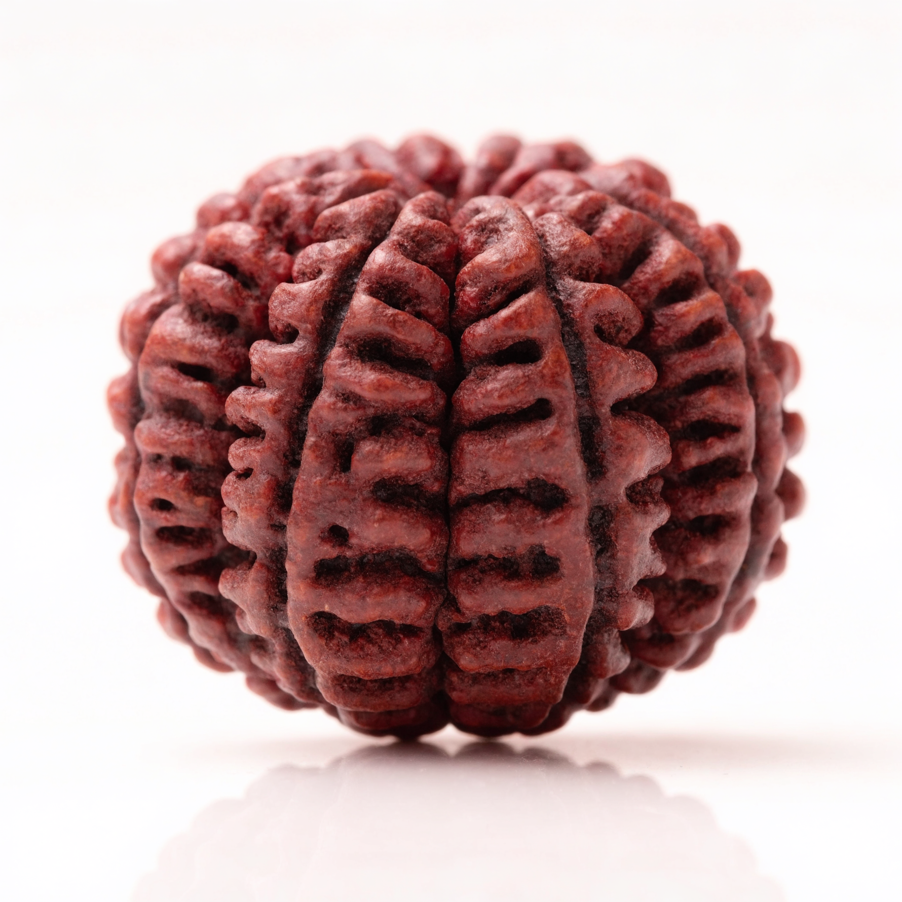 23 Mukhi Rudraksha Bead Nepal