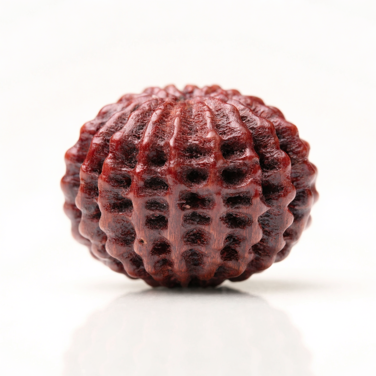 25 Mukhi Rudraksha Bead Nepal