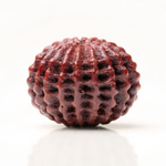 25 Mukhi Rudraksha Bead Nepal